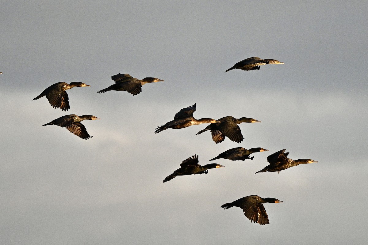 Double-crested Cormorant - Yves Darveau