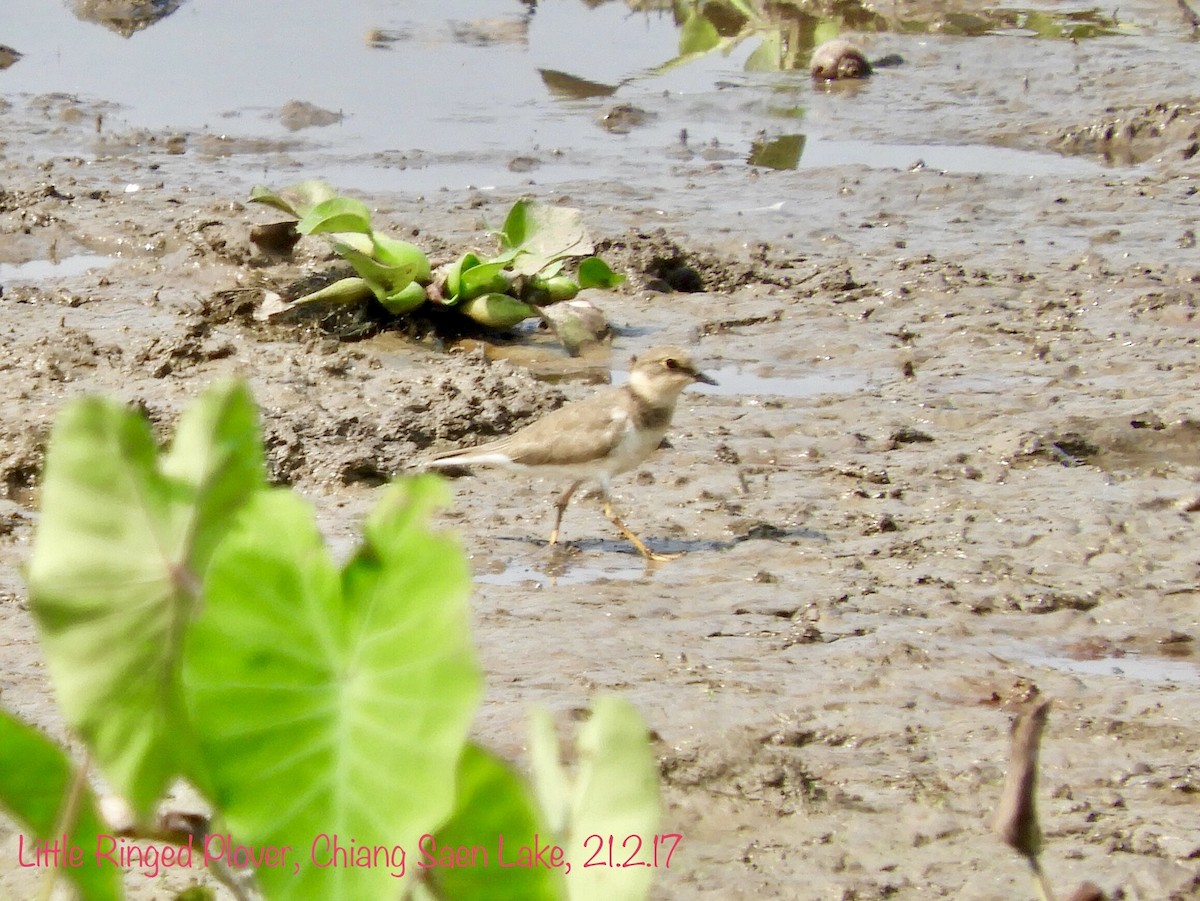 Little Ringed Plover - ML62048261