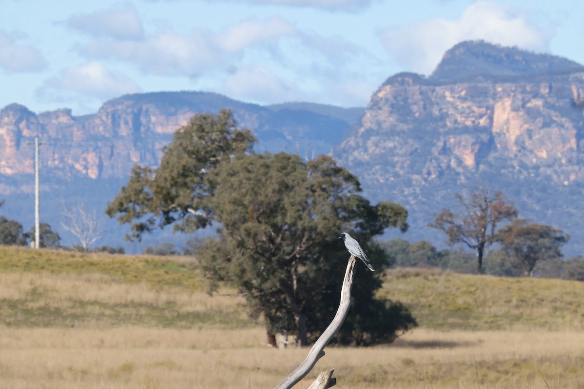 Black-faced Cuckooshrike - ML620482616