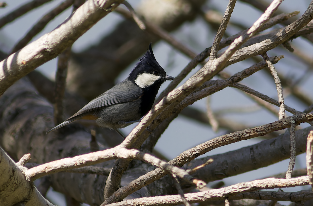 Rufous-naped Tit - ML620482619