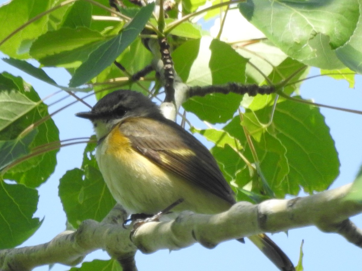 American Redstart - ML620482621