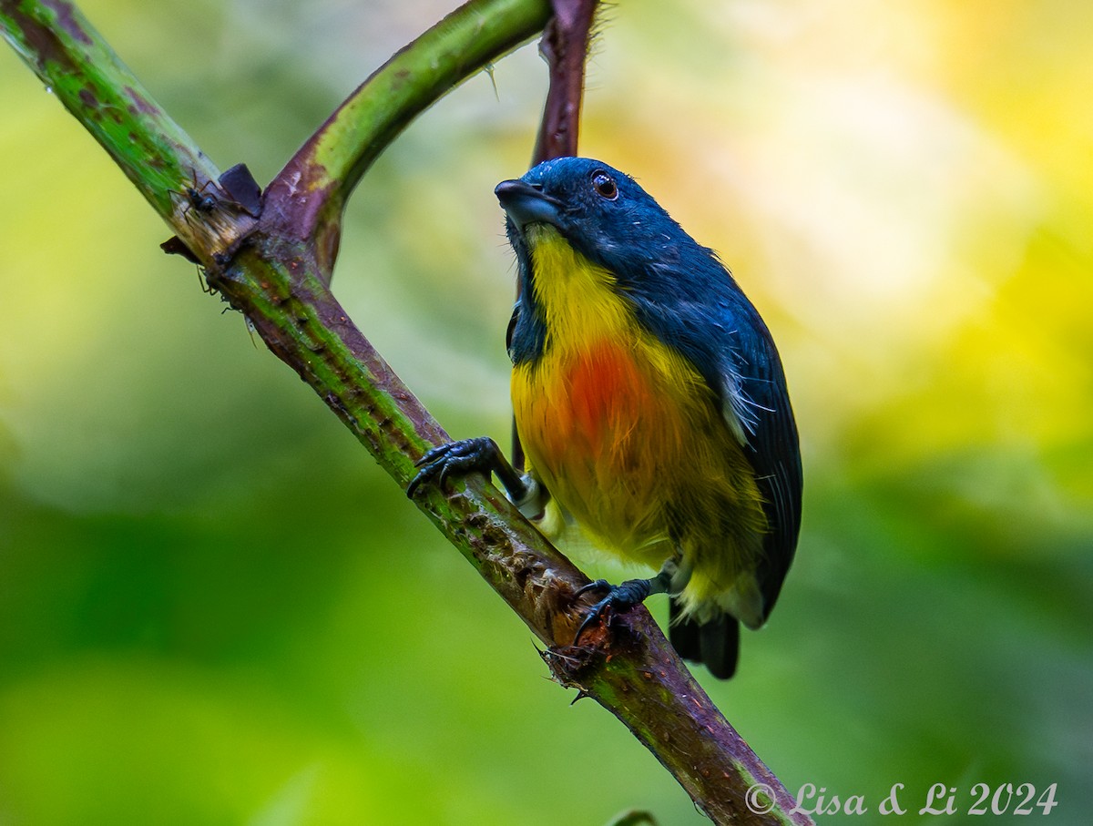 Yellow-rumped Flowerpecker - ML620482622