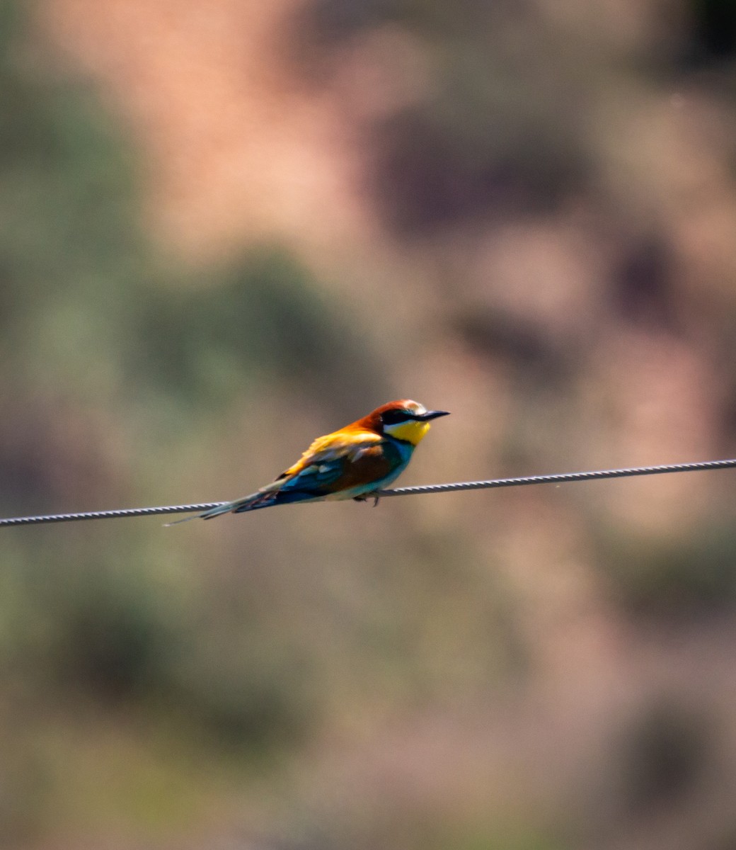 European Bee-eater - ML620482628