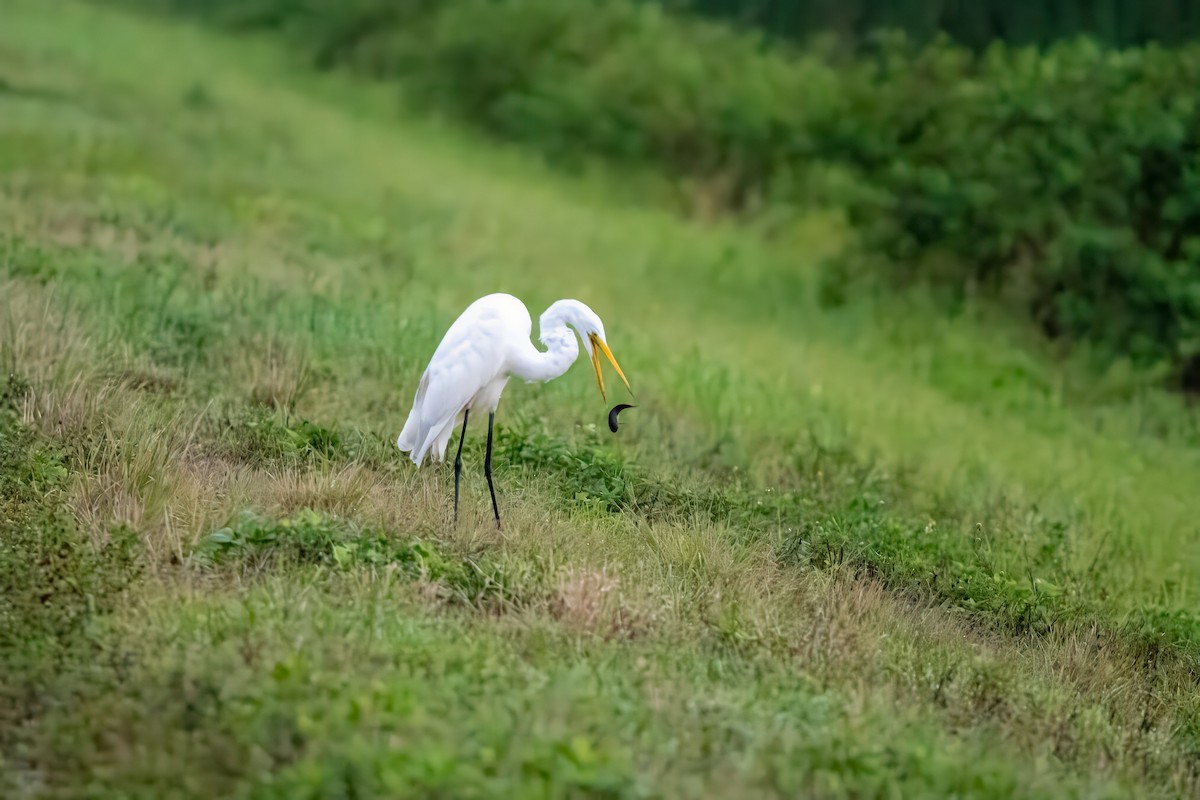 Great Egret - Lorraine Morecraft