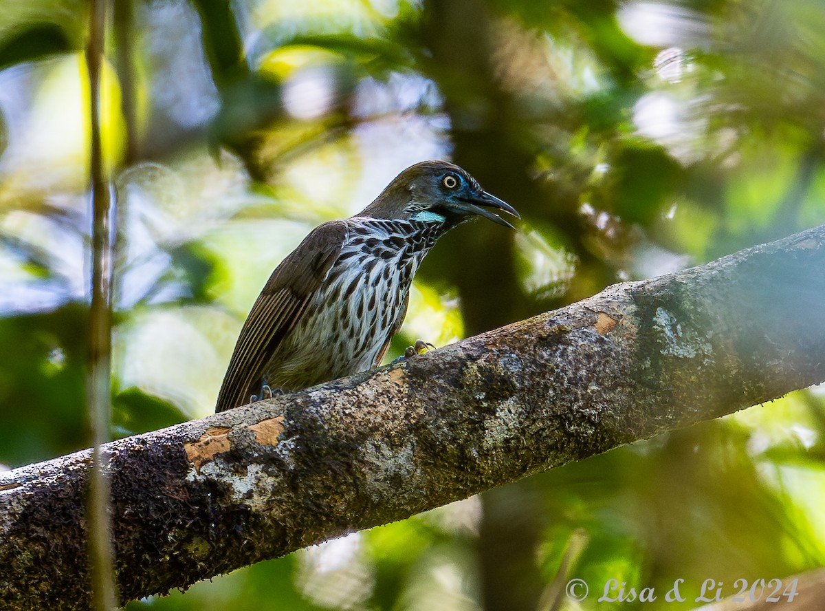 Chestnut-rumped Babbler - ML620482634