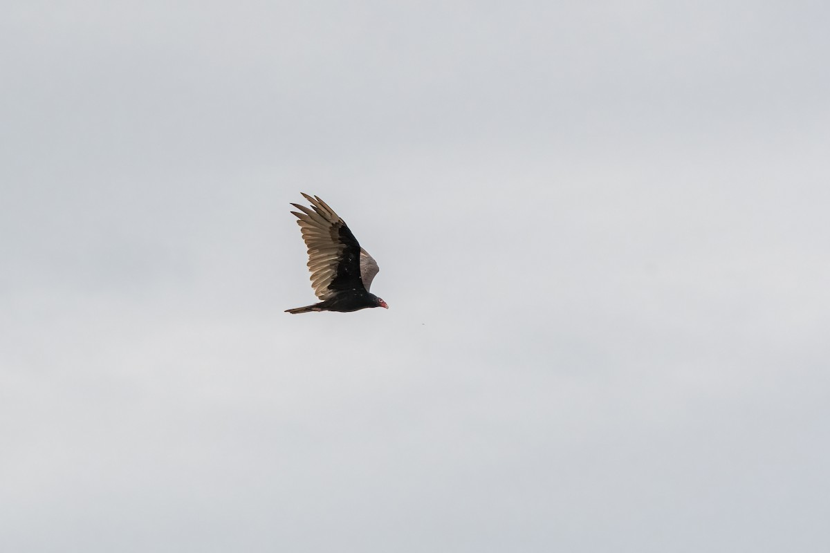 Turkey Vulture - ML620482642