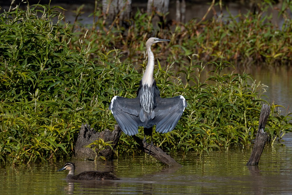 Garza Cuelliblanca - ML620482643