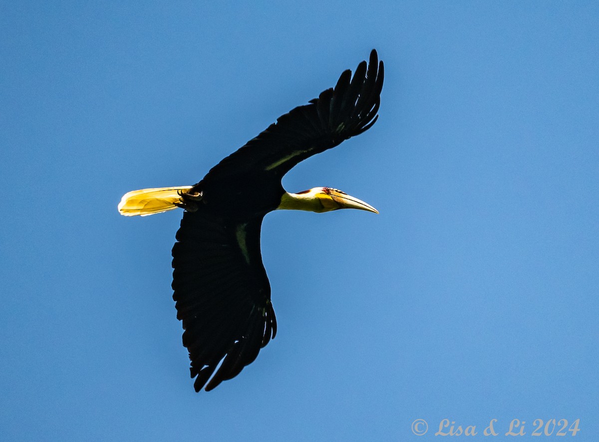 Wreathed Hornbill - ML620482644