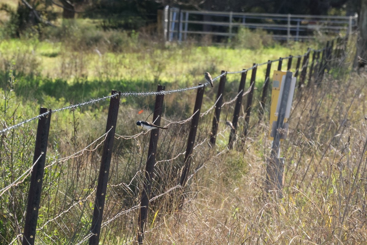 Restless Flycatcher - ML620482650