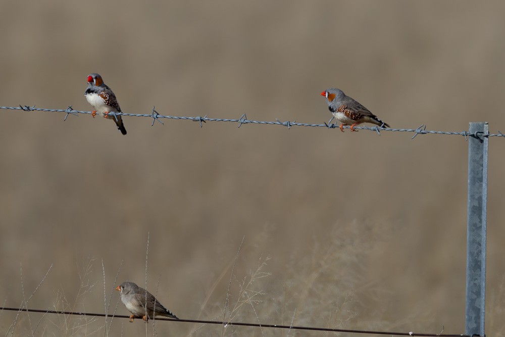 Zebra Finch (Australian) - ML620482654