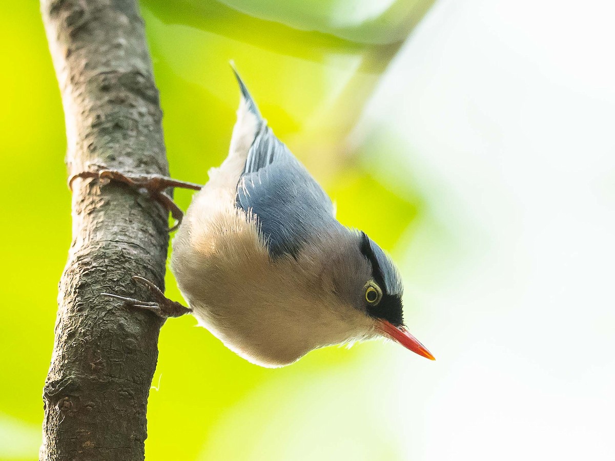 Velvet-fronted Nuthatch - ML620482657