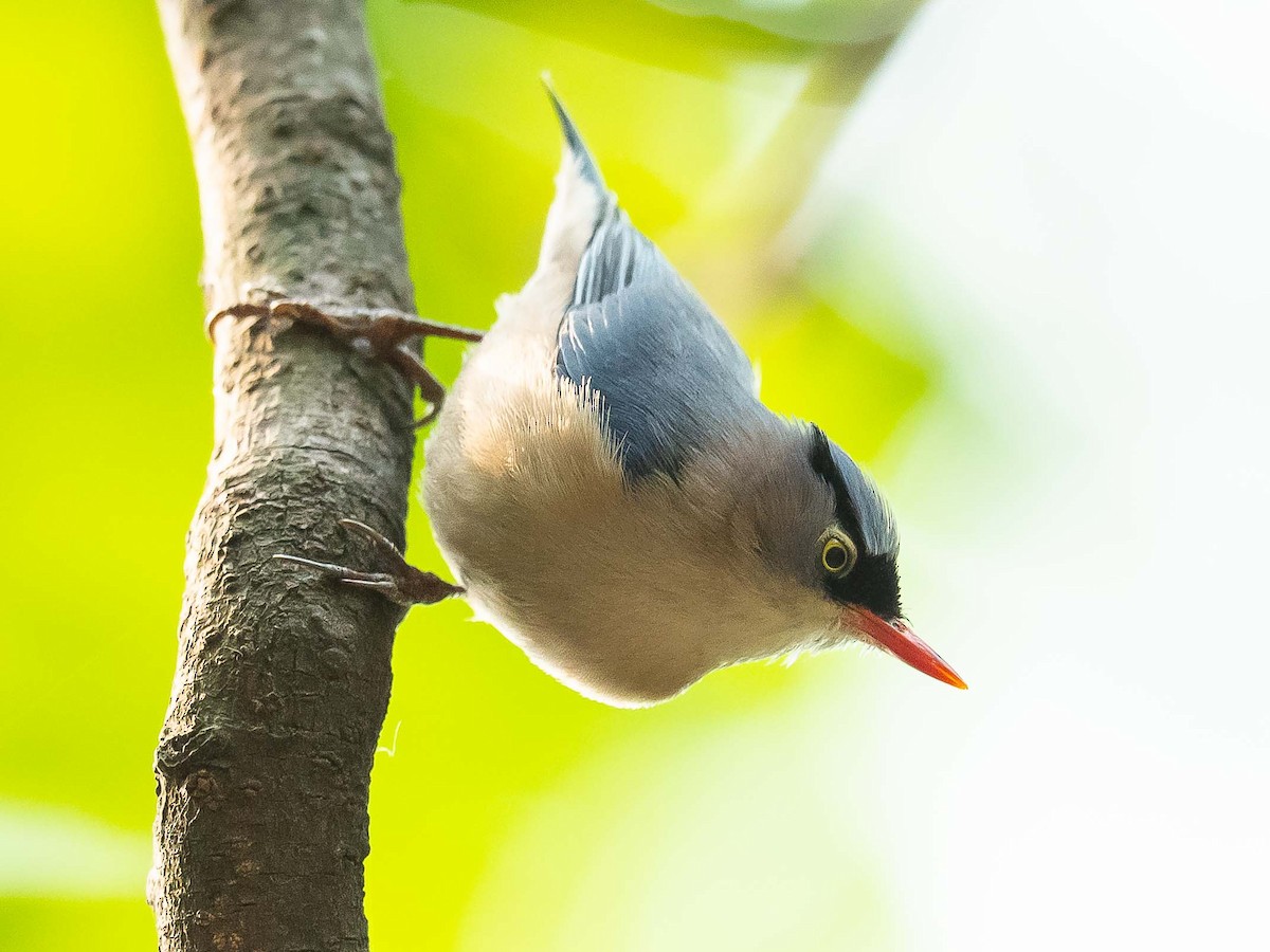 Velvet-fronted Nuthatch - ML620482658