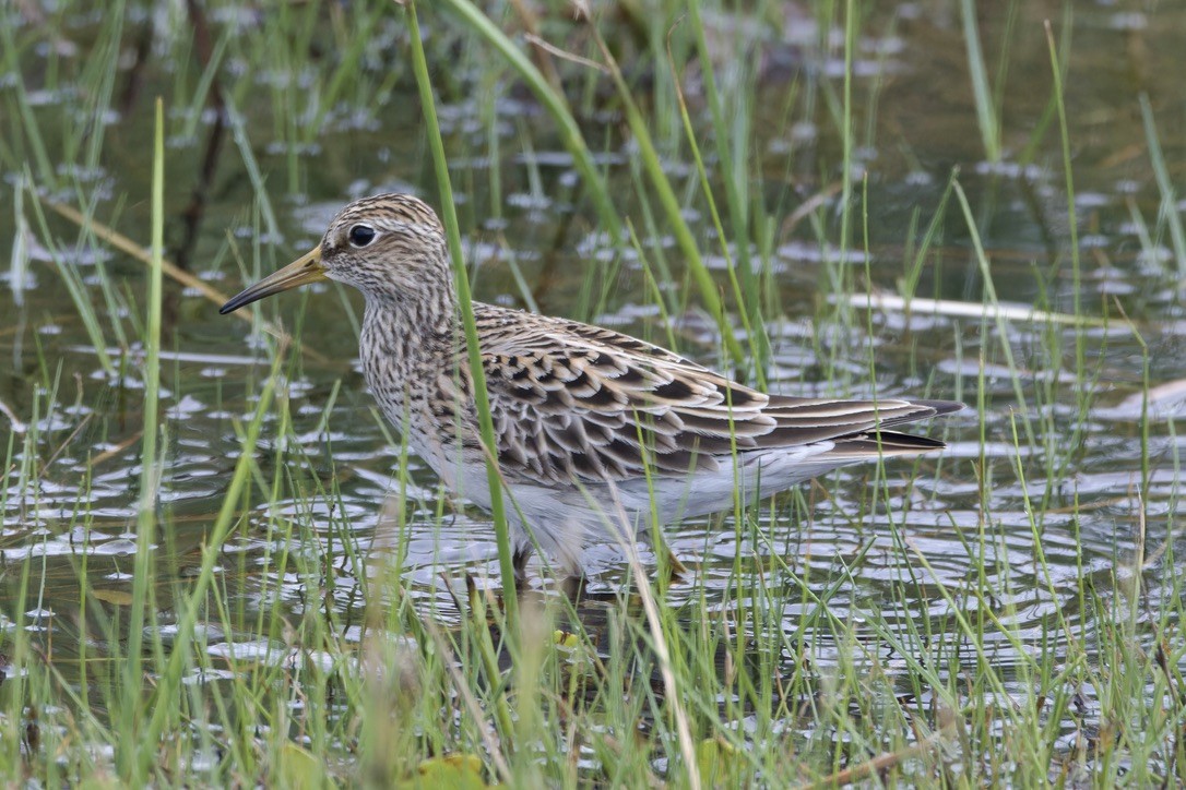 Graubrust-Strandläufer - ML620482663