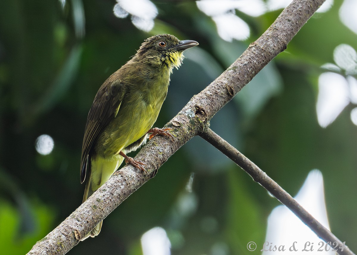 Bulbul de Finsch - ML620482665