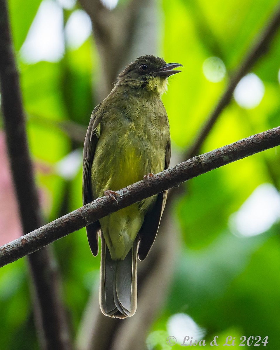 Finsch's Bulbul - ML620482666