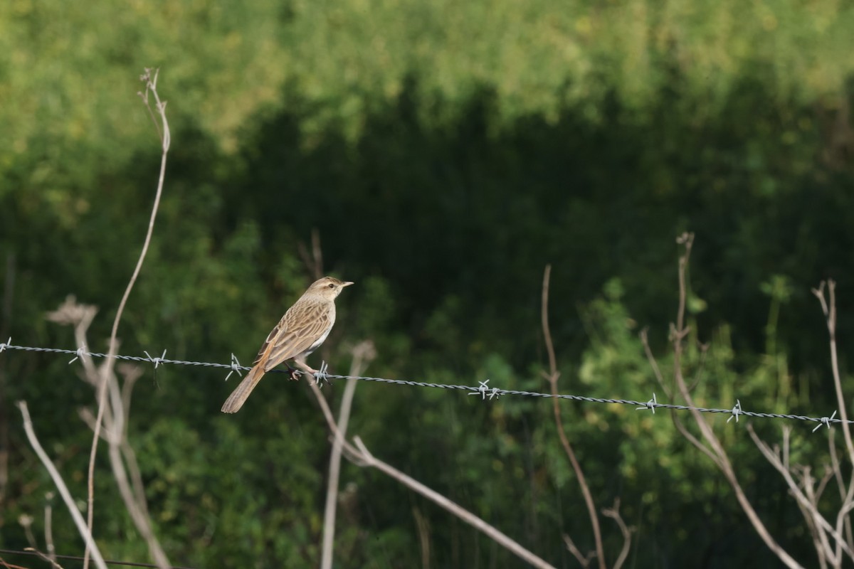 Australian Pipit - ML620482667