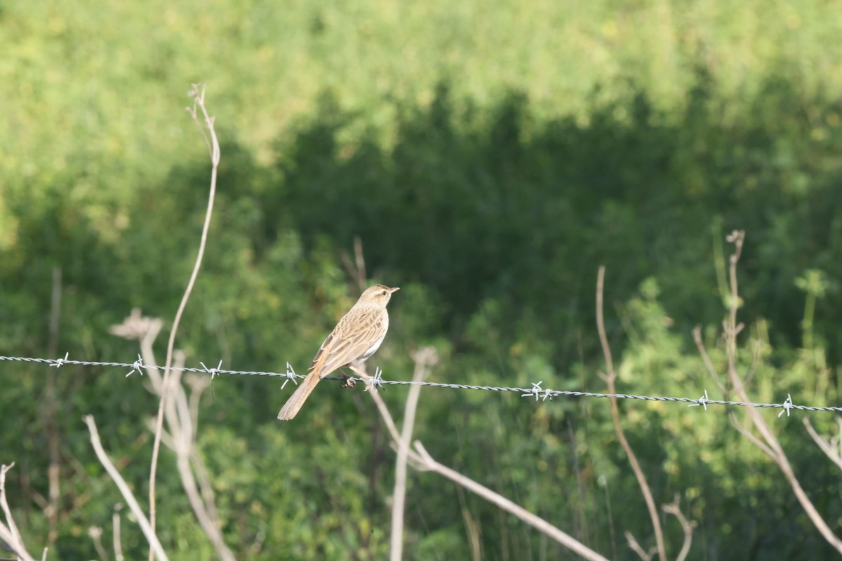 Australian Pipit - ML620482668