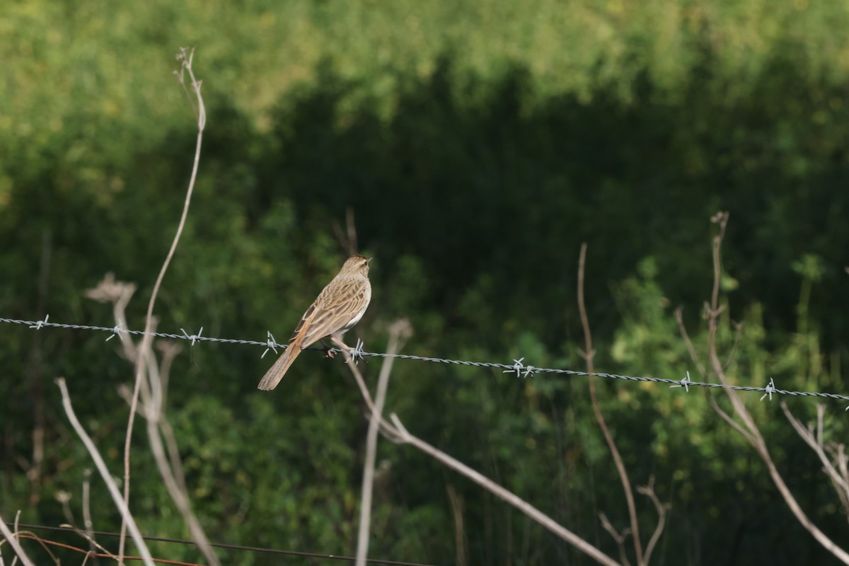 Australian Pipit - ML620482670