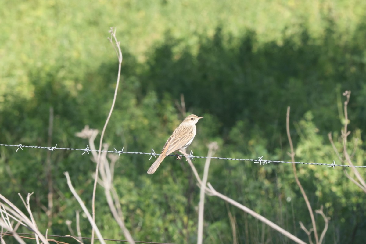 Australian Pipit - ML620482675