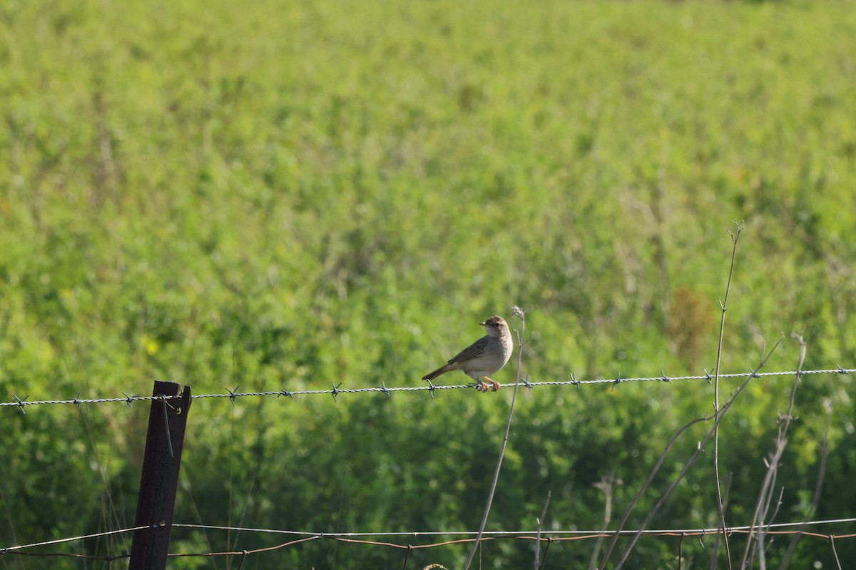 Australian Pipit - Jaden Salett