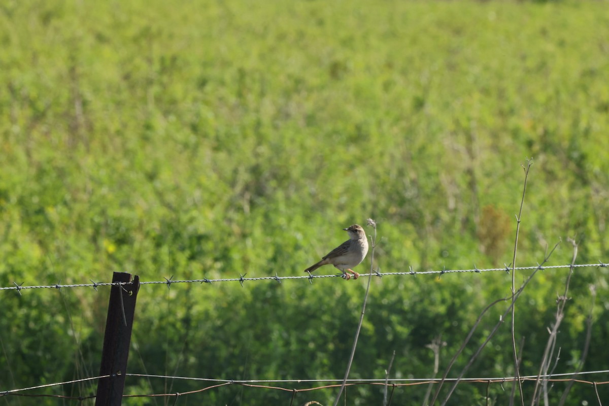 Australian Pipit - ML620482677