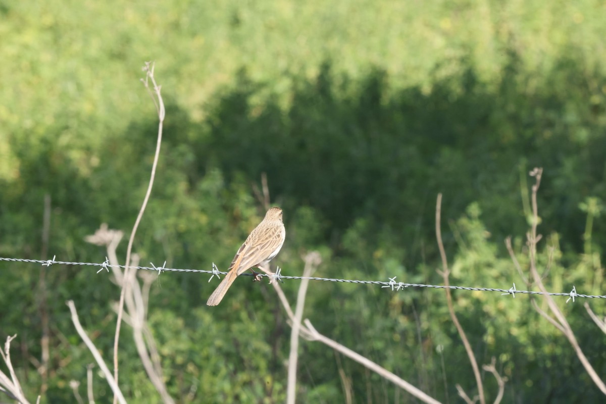 Australian Pipit - ML620482679