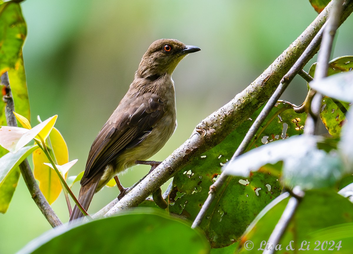 Cream-vented Bulbul - ML620482691