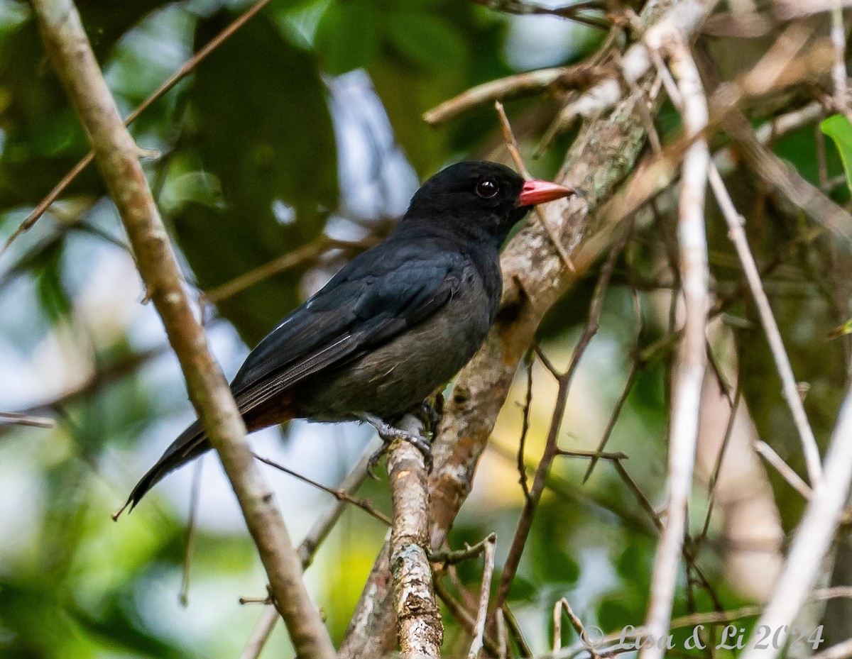 Black Oriole - ML620482693