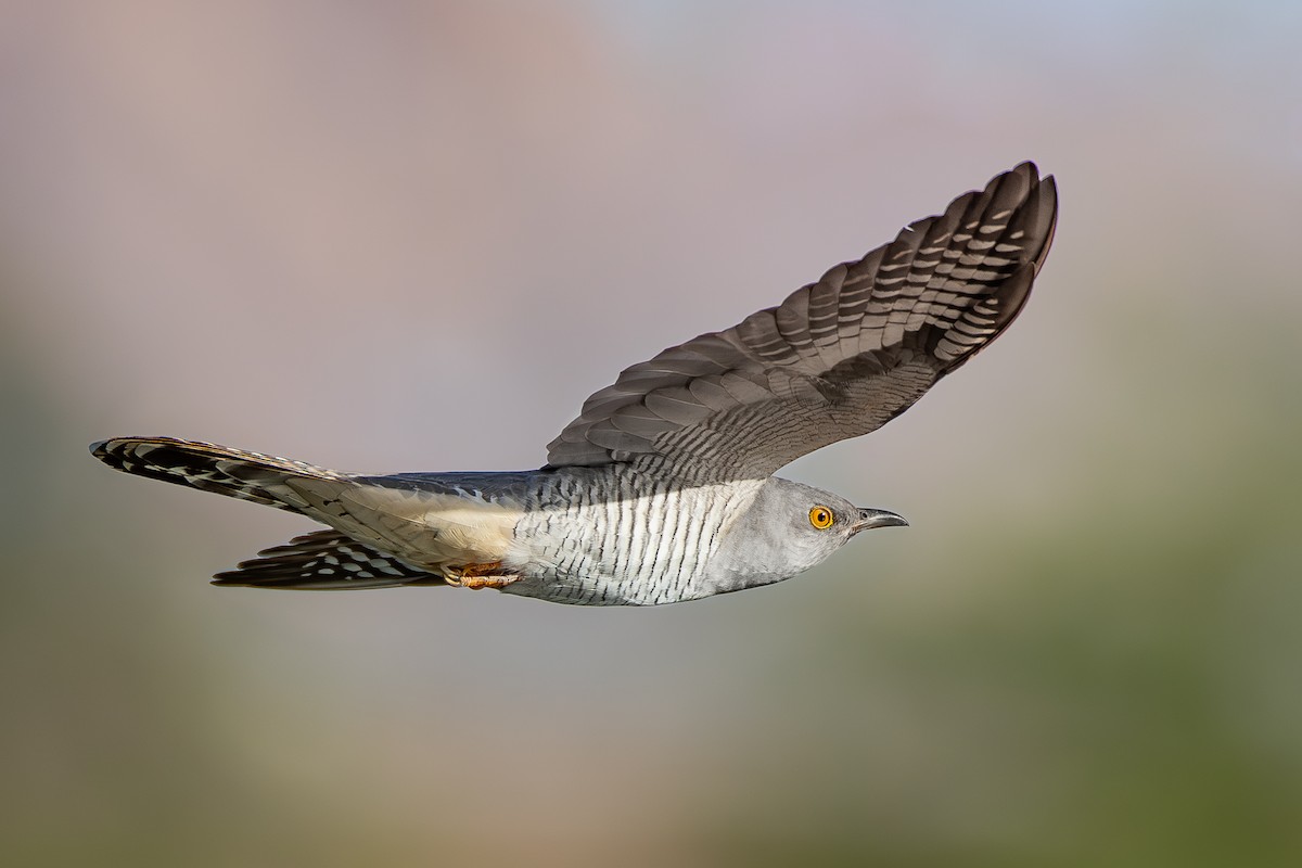 Common Cuckoo - ML620482695