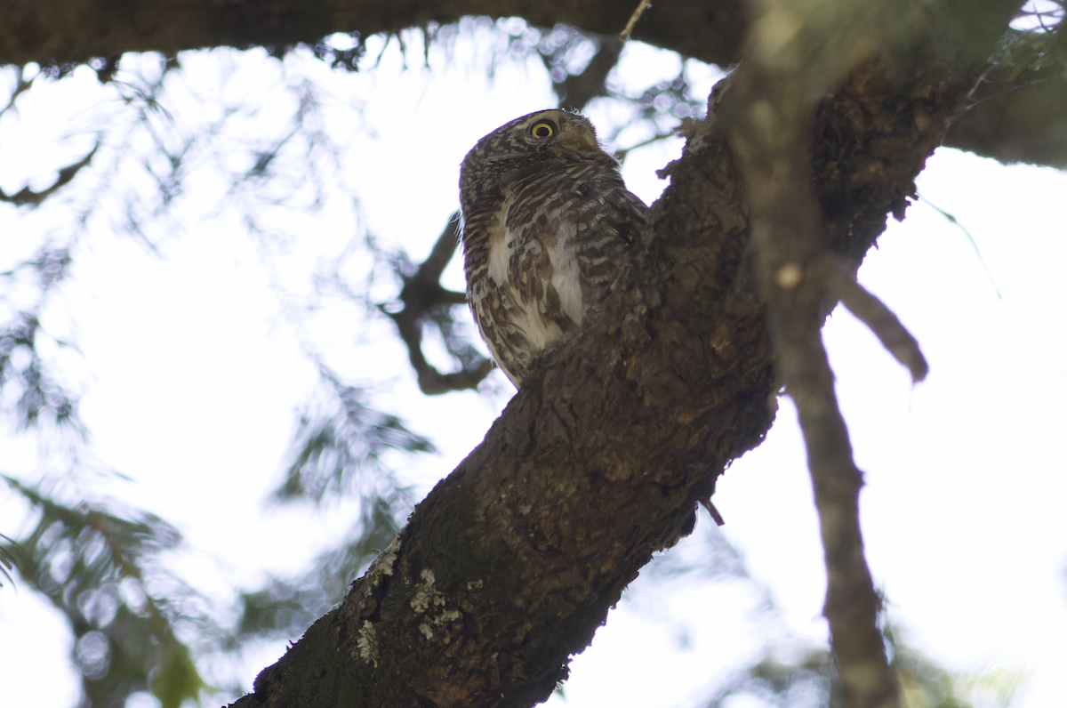 Collared Owlet - ML620482697