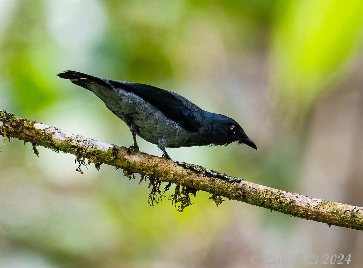 Lesser Cuckooshrike - ML620482698