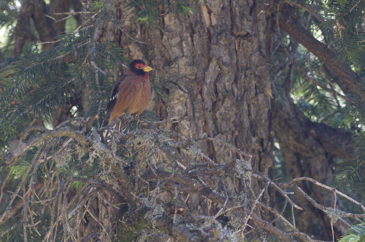 Spectacled Finch - ML620482704