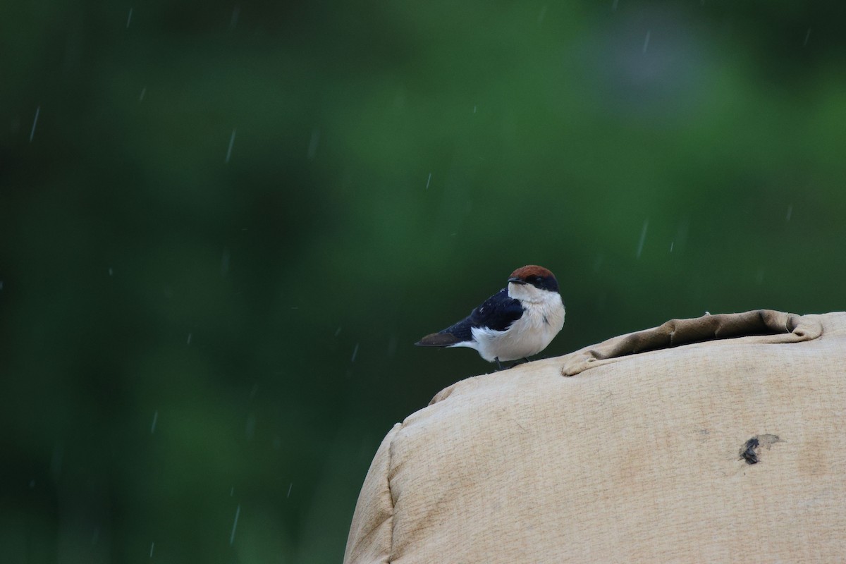 Wire-tailed Swallow - ML620482706