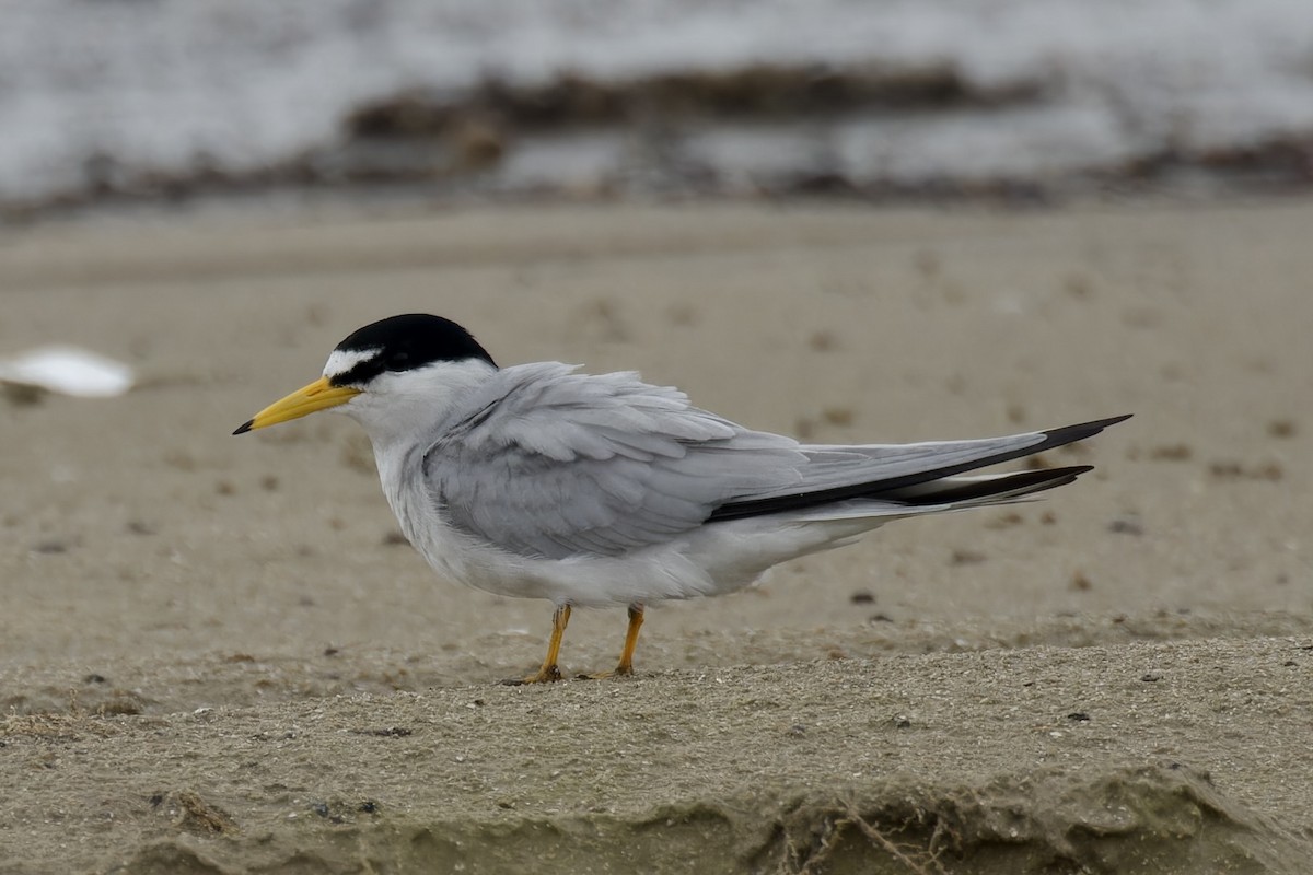 Least Tern - ML620482708