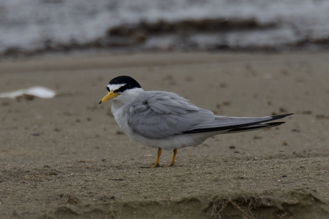 Least Tern - ML620482709