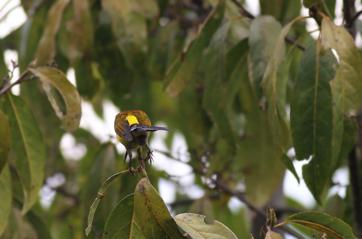 Green-tailed Sunbird - ML62048271