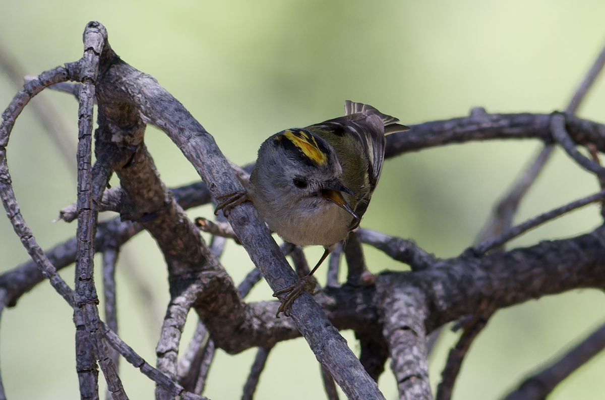 Goldcrest - ML620482710