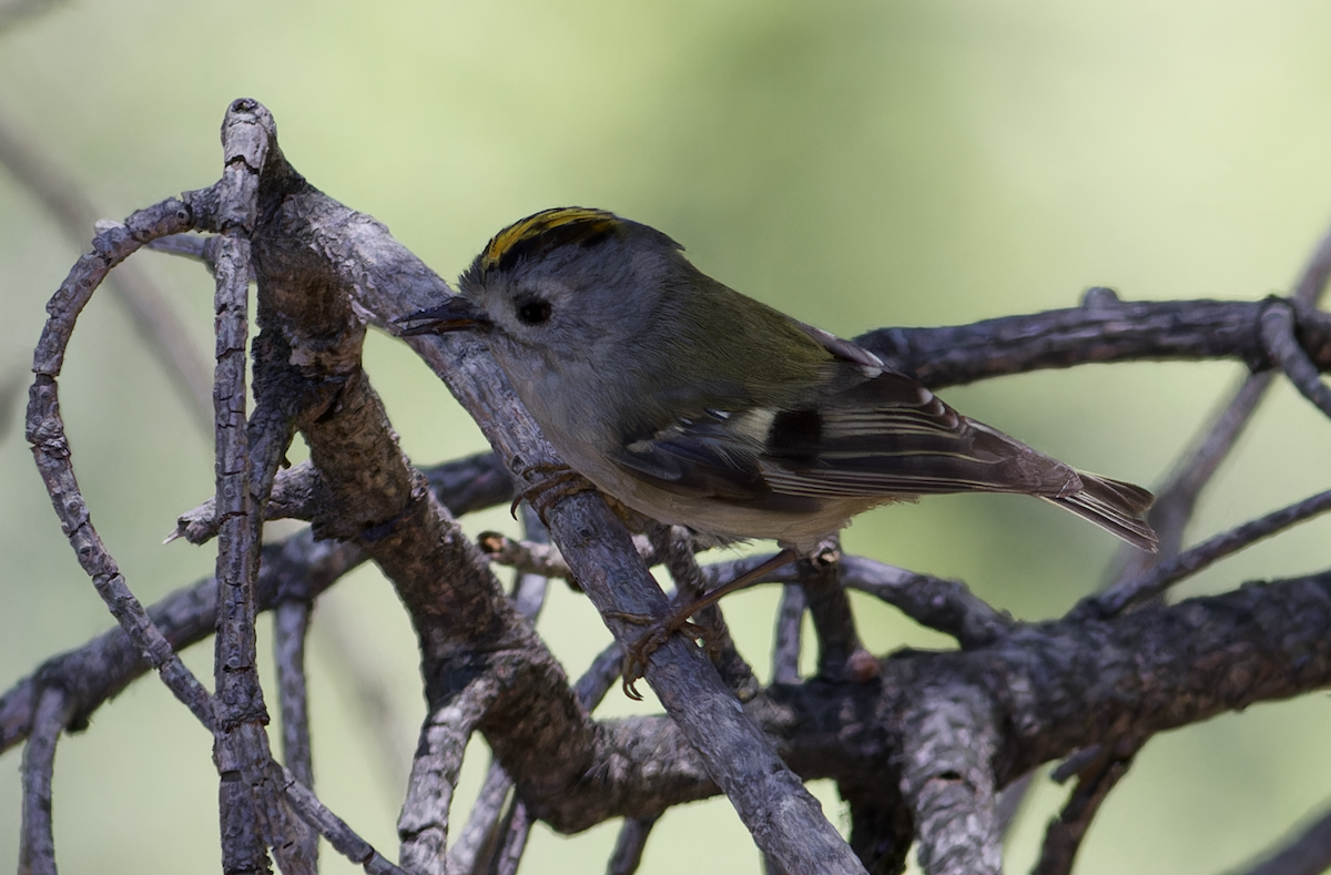 Goldcrest - ML620482711