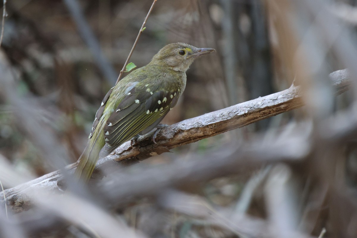 Eastern Nicator - Frank Willems - Birding Zambia