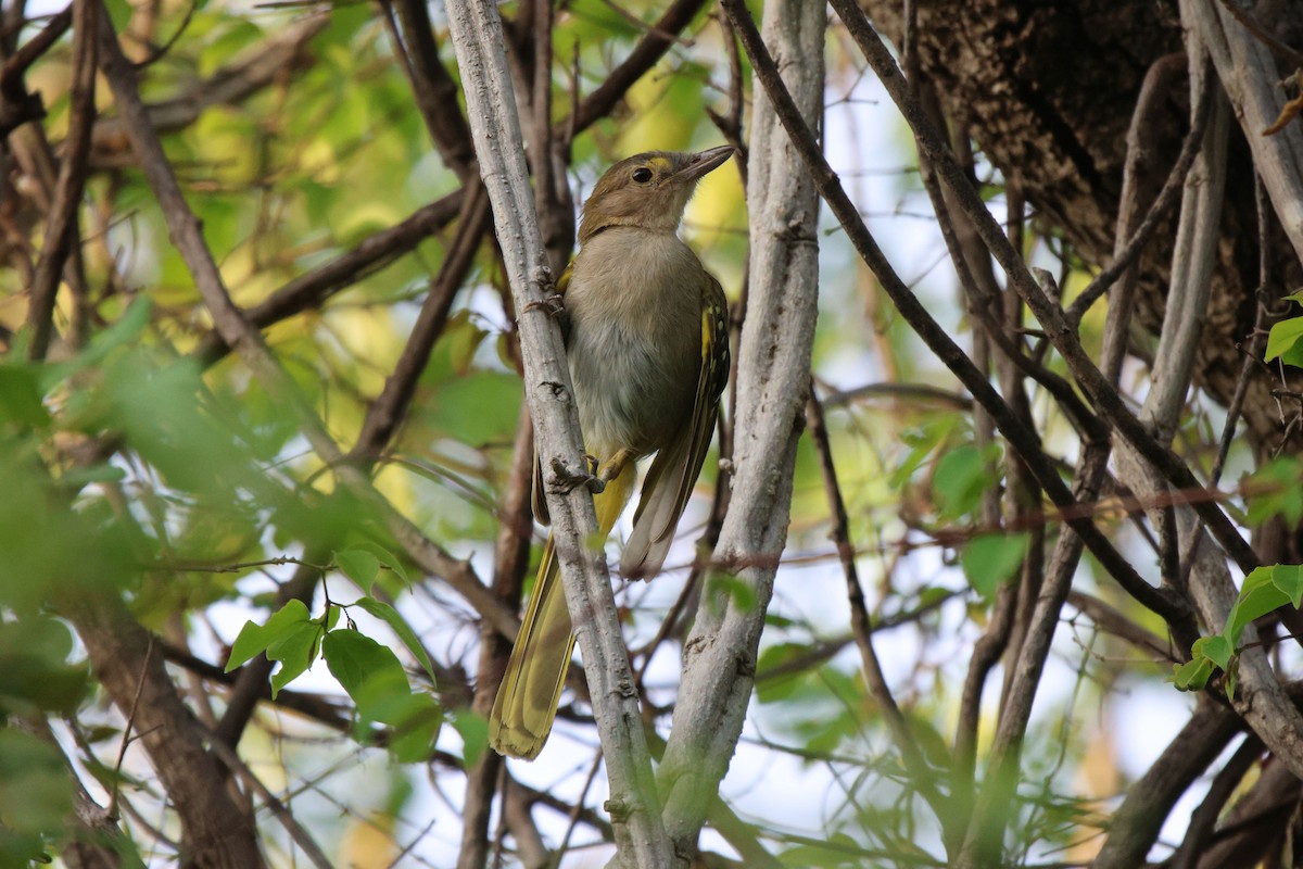 Eastern Nicator - ML620482719