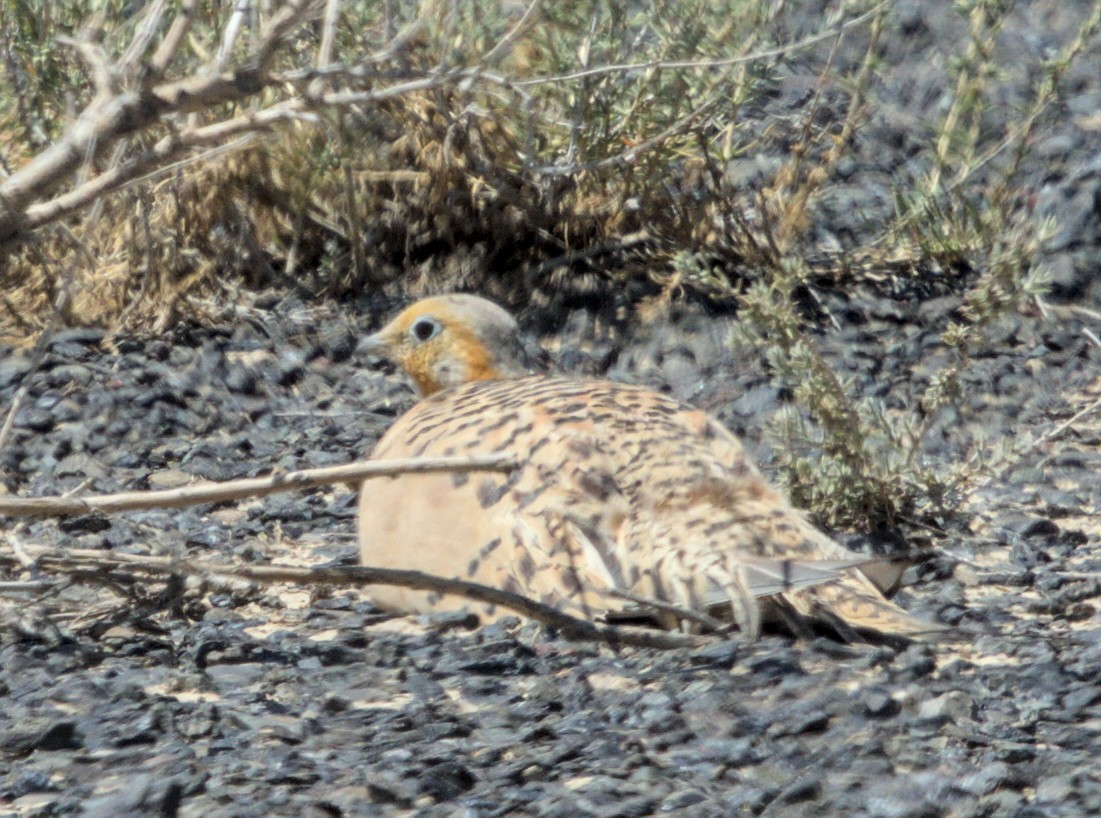 Pallas's Sandgrouse - ML620482720