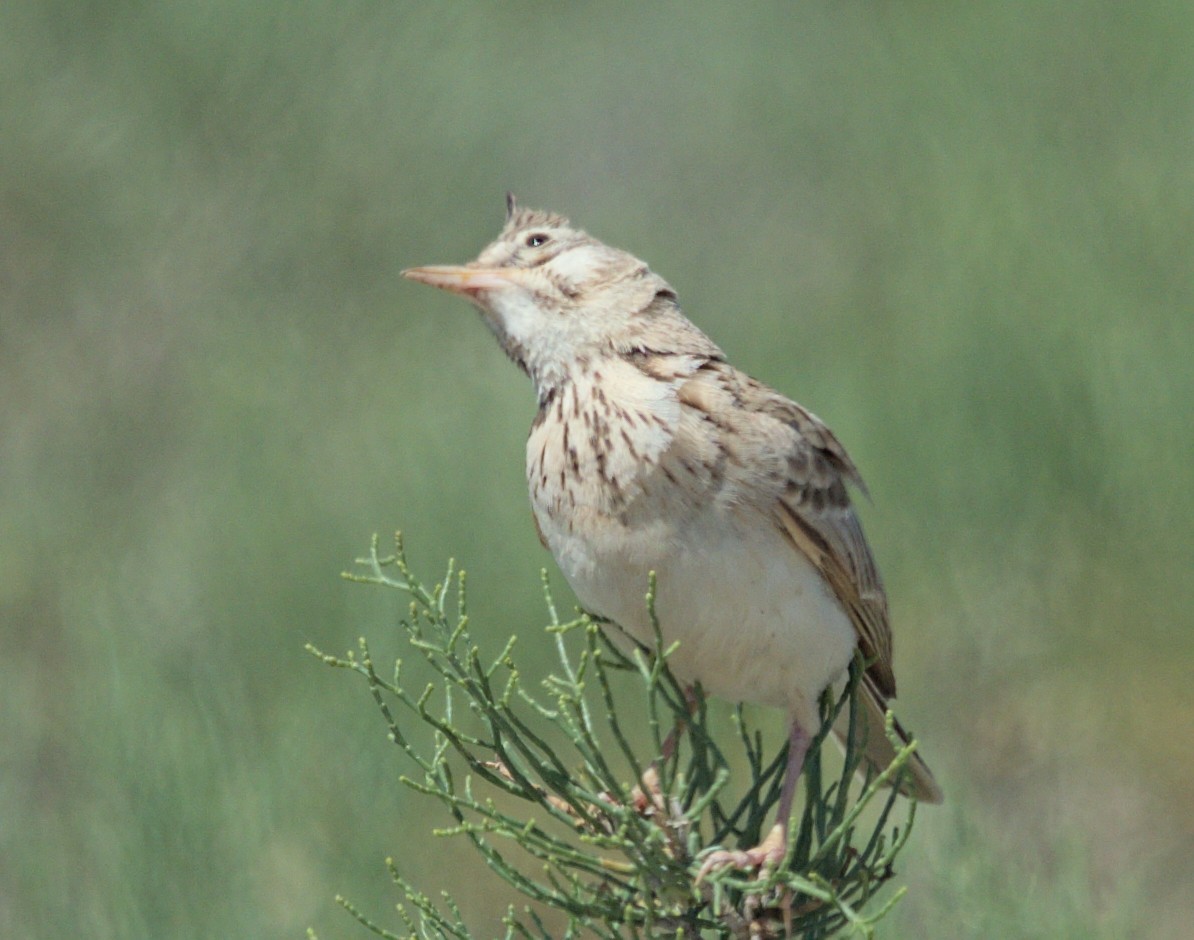 Crested Lark - Mingpan Huang