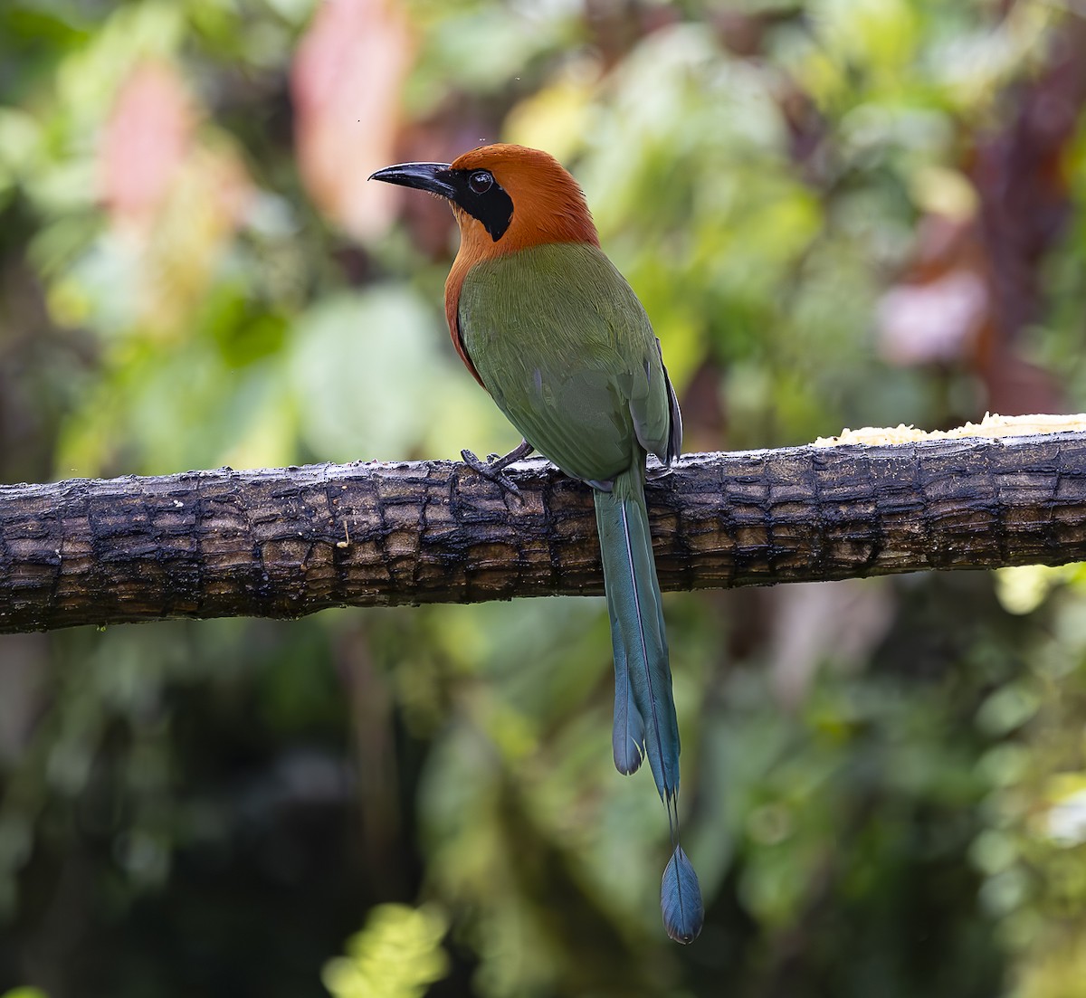 Rufous Motmot - ML620482723