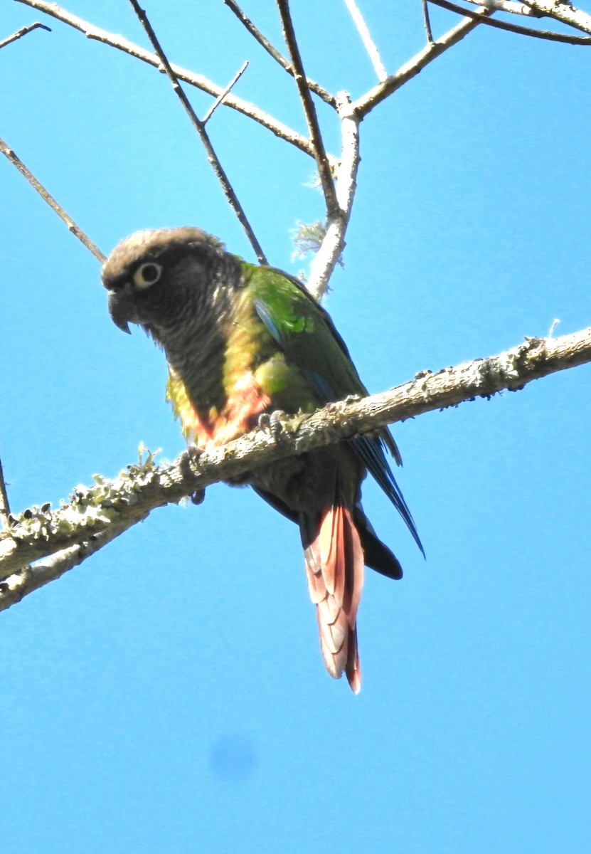 ホオミドリウロコインコ - ML620482725