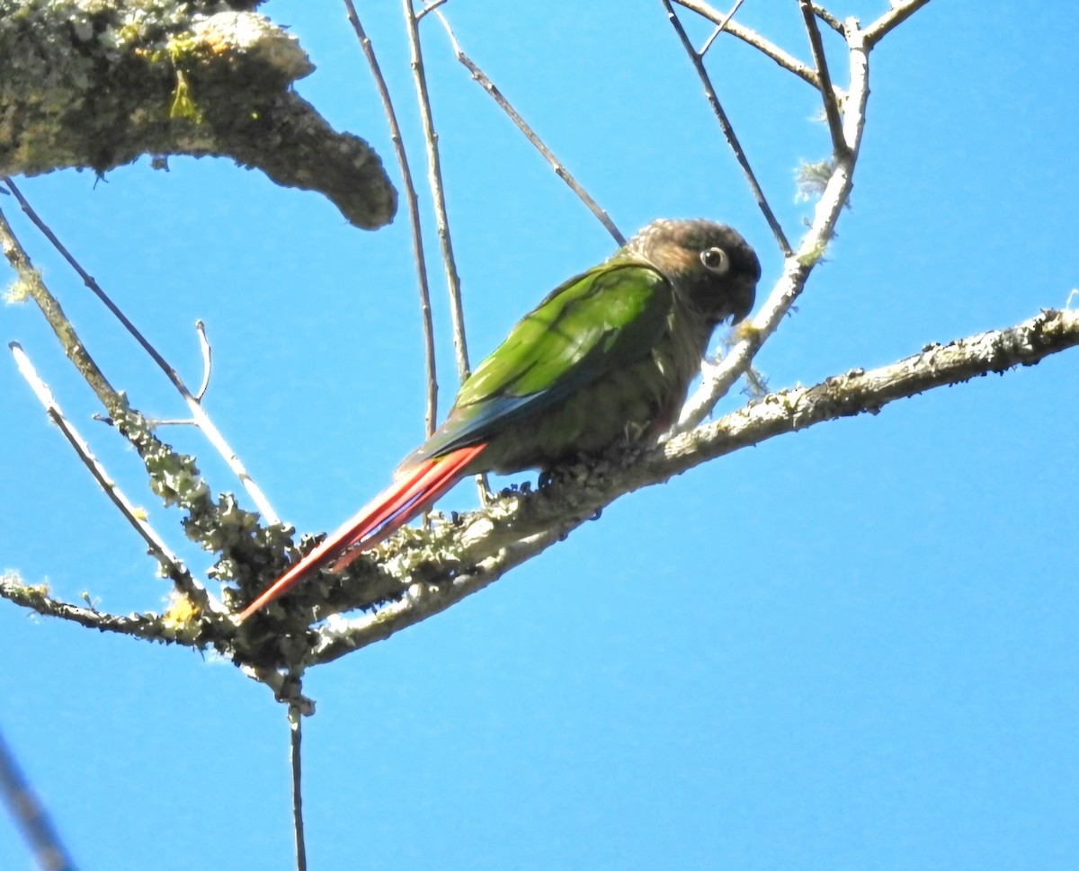 Green-cheeked Parakeet - ML620482726