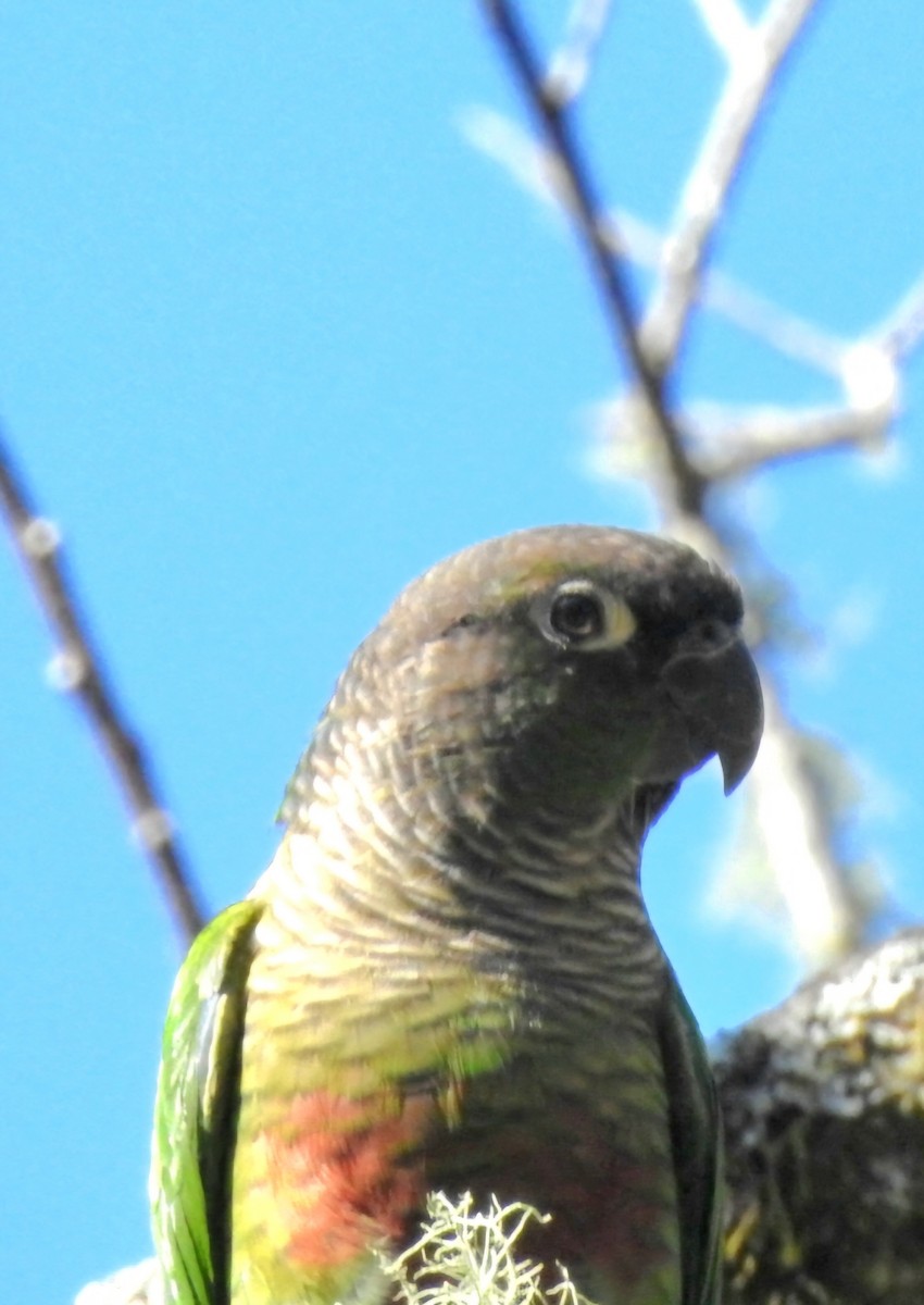 ホオミドリウロコインコ - ML620482728