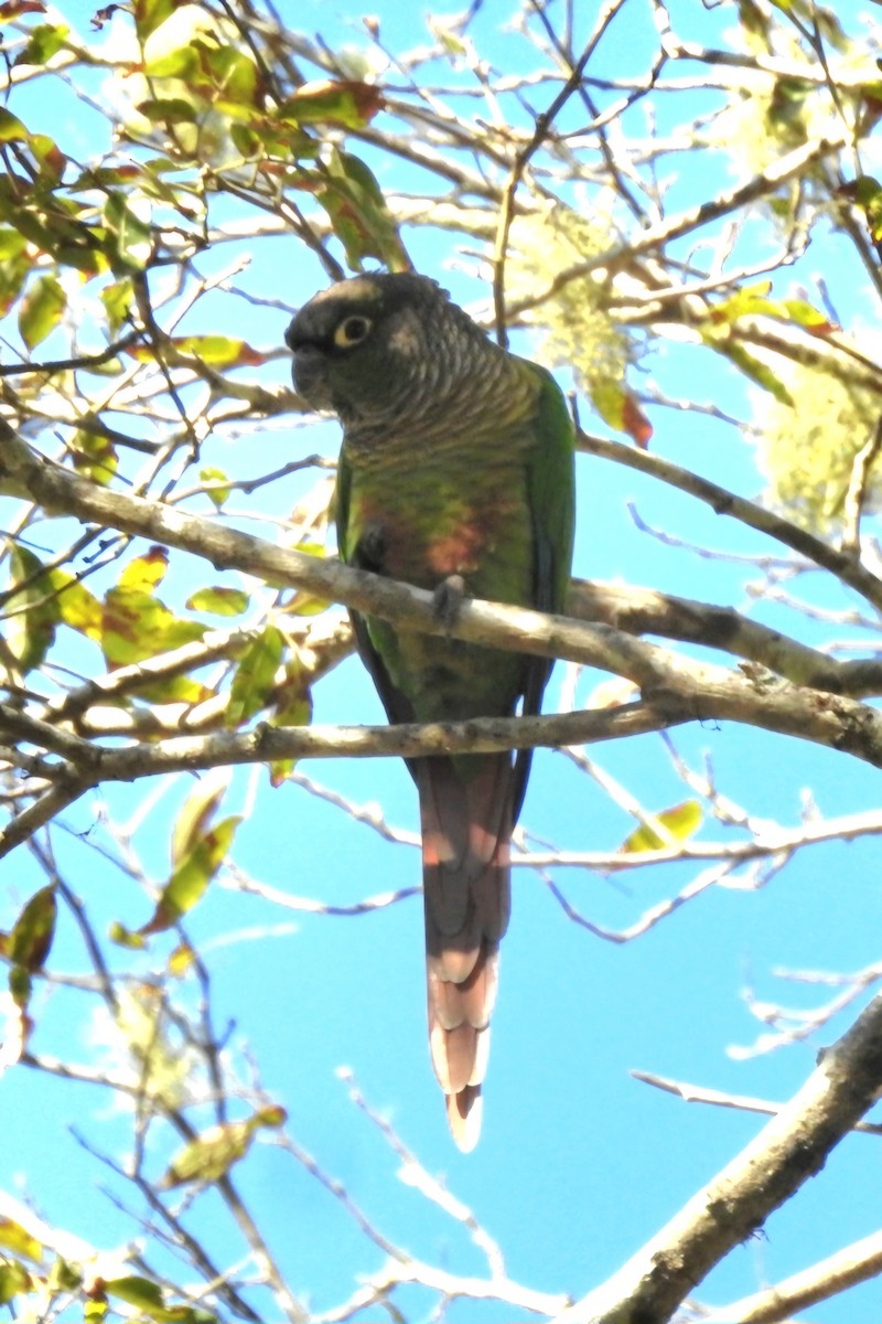 Conure de Molina - ML620482729