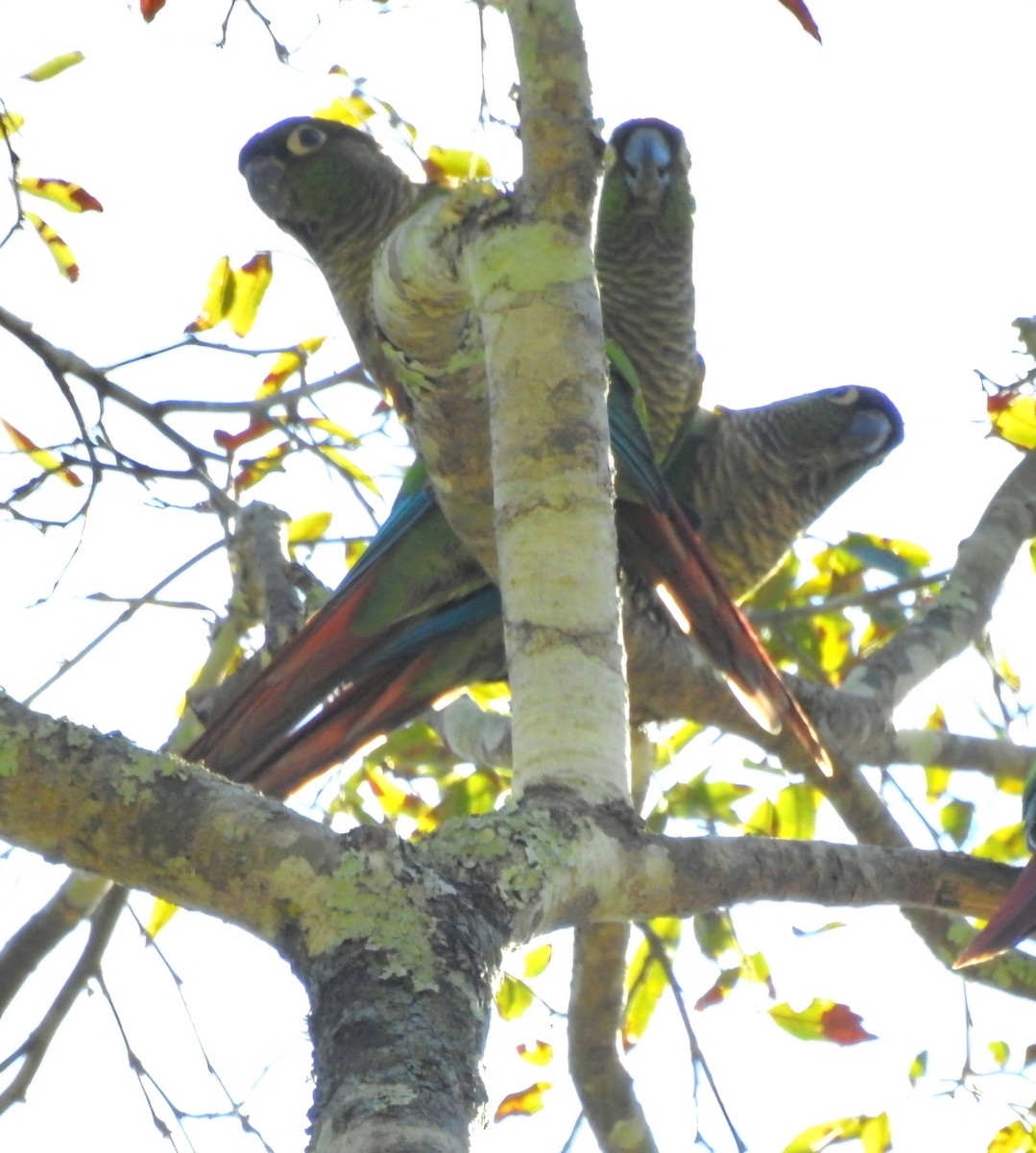 Green-cheeked Parakeet - Fernando Muñoz