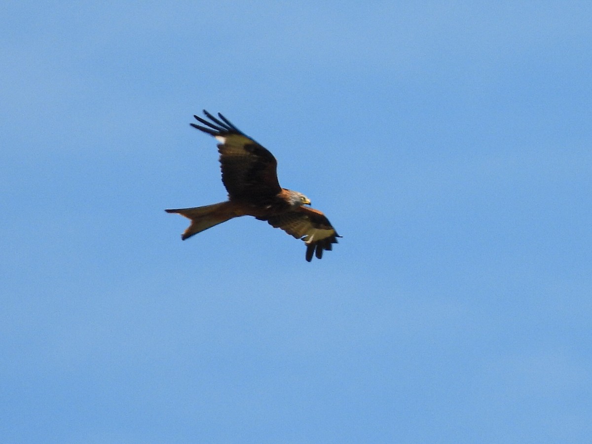 Red Kite - ML620482731