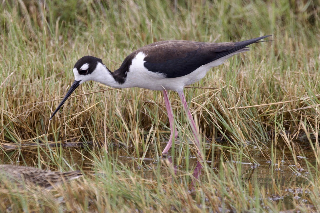 Black-necked Stilt - ML620482734